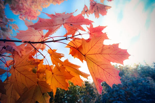 Tegen de achtergrond van een heldere herfstlucht, een esdoorn tak met — Stockfoto