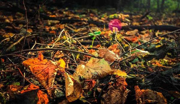 Podzimní listí leží na ztemnělé podzimní půdě — Stock fotografie