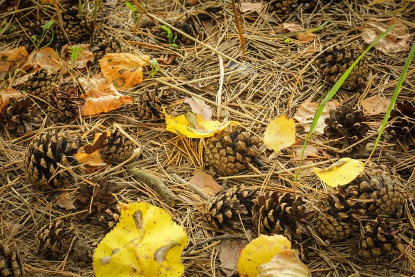 Cones lying on dry grass among yellow and orange foliage. — 스톡 사진