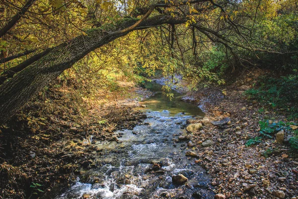 Egy patak folyik keresztül az erdőn. — Stock Fotó