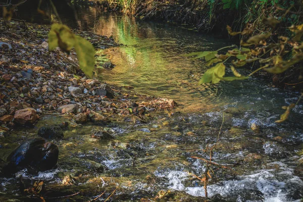 Un arroyo que fluye a través del bosque . —  Fotos de Stock