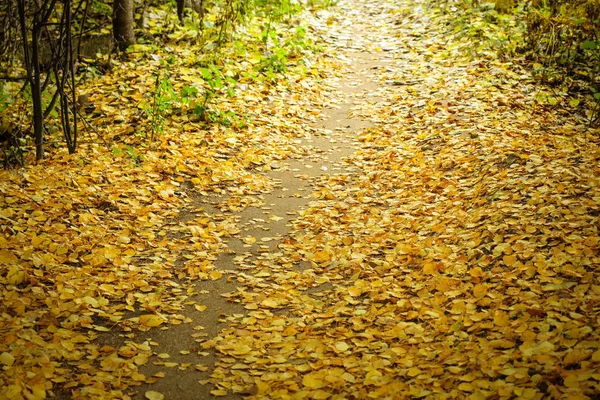 Cesta, pokrytá jasně žlutými listy, jde daleko napřed.. — Stock fotografie
