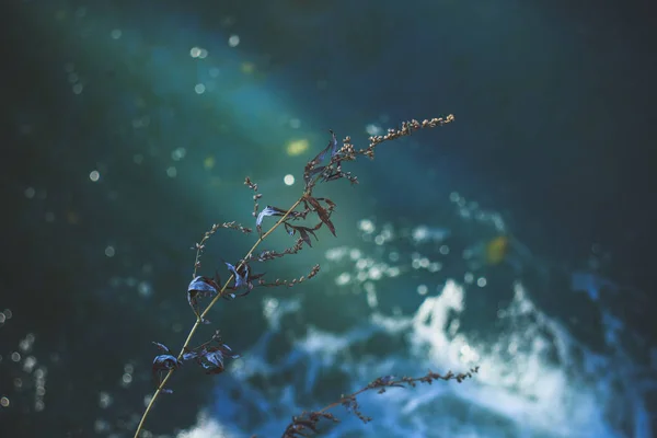 Sobre el fondo de agua corriente azul, una seda marrón claro —  Fotos de Stock