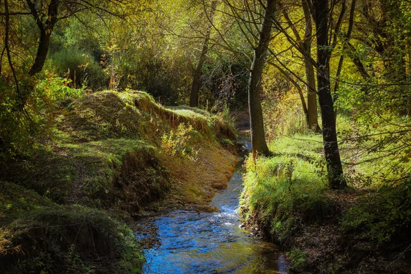 Turquoise water flows among the sunlit, overgrown with soft gras — Stock Photo, Image