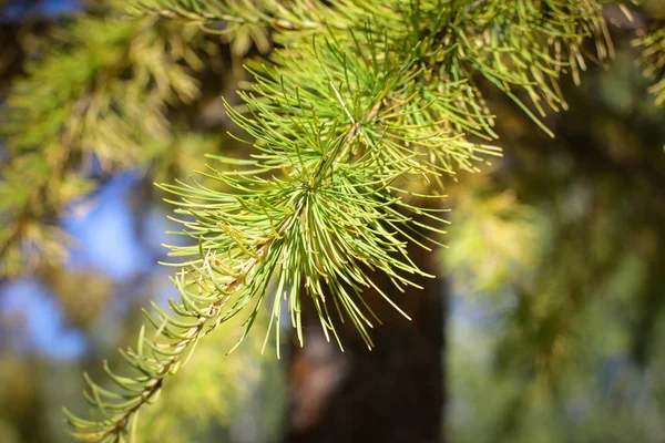 Gulaktiga nålliknande lärkblad mot en klarblå himmel. — Stockfoto