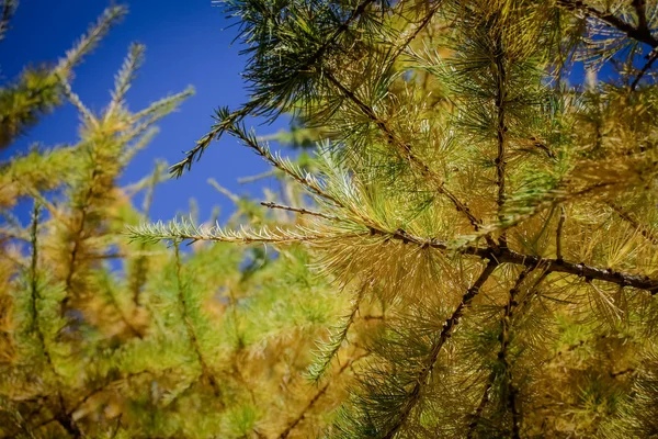 Gulaktiga nålliknande lärkblad mot en klarblå himmel. — Stockfoto