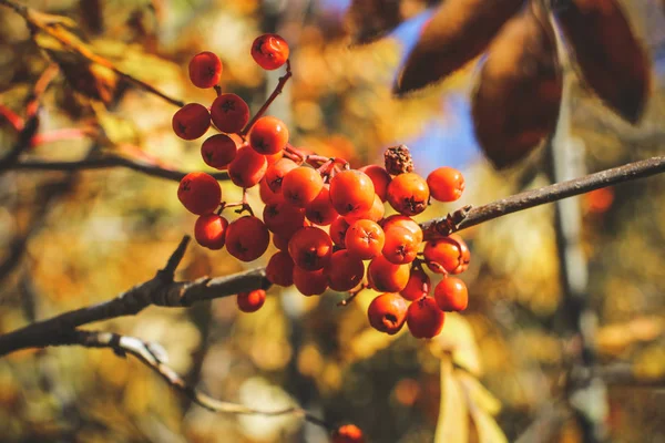 Contra o céu azul brilhante outono, um monte de laranja rowan berr — Fotografia de Stock