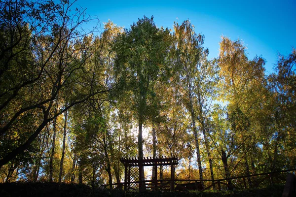 Bosque de otoño sobre un fondo de cielo azul y sol peeping throug —  Fotos de Stock