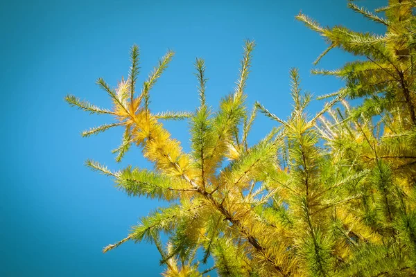 Yellowing needle-like larch leaves against a bright blue sky. — Stock Photo, Image