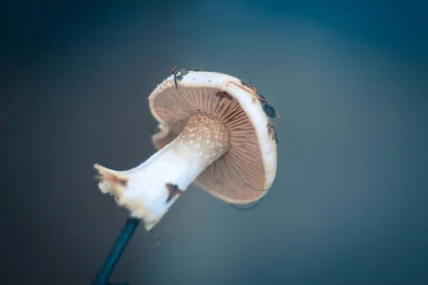 Wilde paddestoel van witte zuivere kleur op een dichte achtergrond van blauw. — Stockfoto