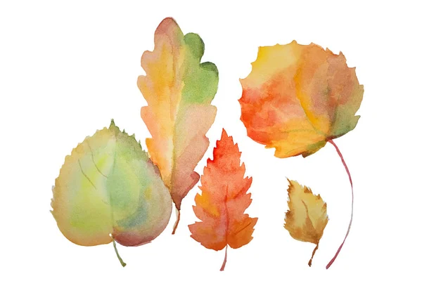 The illustration is on white paper, the leaves are isolated from — Stock Photo, Image
