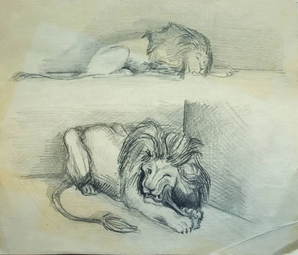 Sur du papier blanc, un lion endormi et un lion déchirant la viande — Photo