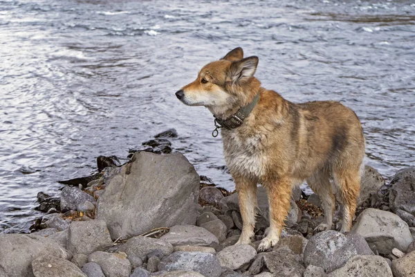 Glad Och Vacker Hundpromenad Skogen Kamchatka Ryssland Esso Ordförande — Stockfoto