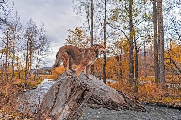 堪察加半岛的森林里 一只快乐而美丽的狗在散步 俄罗斯 — 图库照片