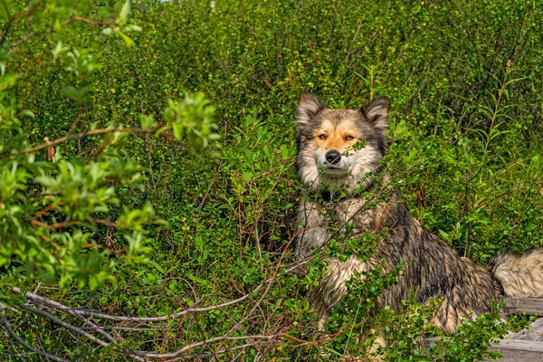 堪察加半岛的森林里 一只快乐而美丽的狗在散步 俄罗斯 — 图库照片