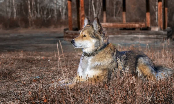 Egy Vidám Gyönyörű Kutya Sétál Erdőben Kamcsatkában Oroszország Esszó — Stock Fotó