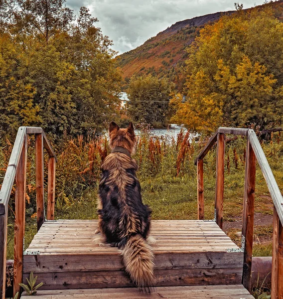 Beau Chien Dans Forêt — Photo