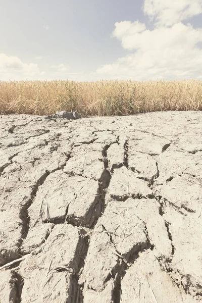 Dry and arid land with failed crops due to climate change and global warming.