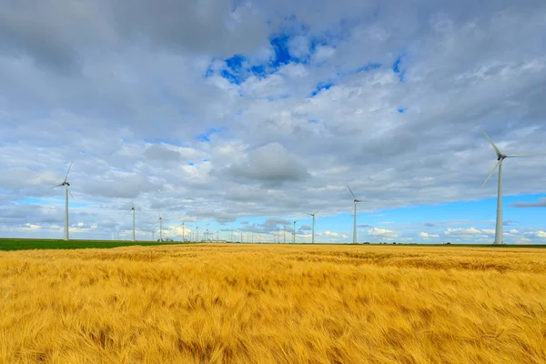 Windmills in a agricultural landscape producing green and clean energy for a sustainable world with wheat growing in the fields - The Netherlands