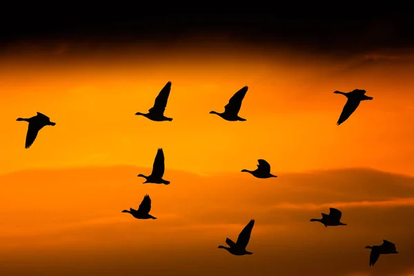 Barnacle geese flying in formation against a dramatic orange evening sky at National Park Lauwersmeer, The Netherlands