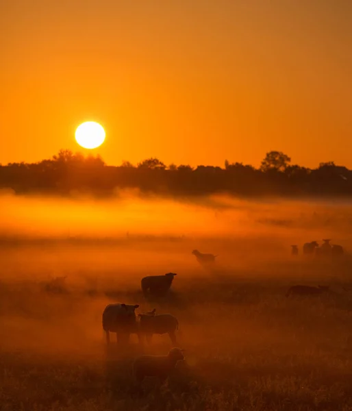 Sheep in a field on a Autumn morning with warm sunlight and fog - A beautiful sunrise in the countryside