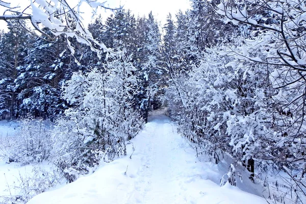  Fotoğrafın ortasında karla kaplı bir patika var. Yolun kenarlarında ağaçlar var. Onlar kışlık palto giydiler. Kar her dalda yatar ve belli bir mucize izlenimi yaratır..