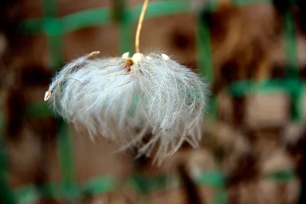 Makro fotoğraf yeşil ağ arka planında bir Ivy umbel kurut.