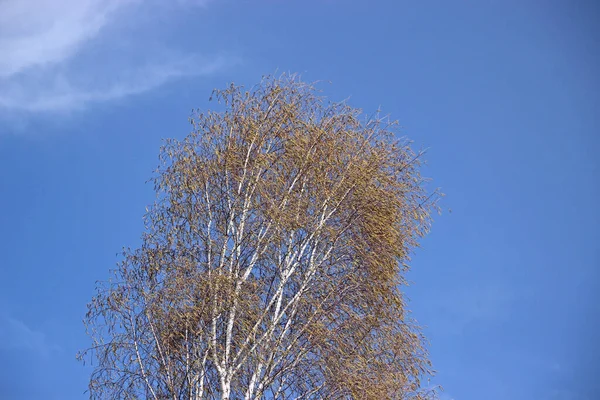 Sonbahar manzarası: Mavi arkaplanda sarı yapraklı bir huş ağacı.