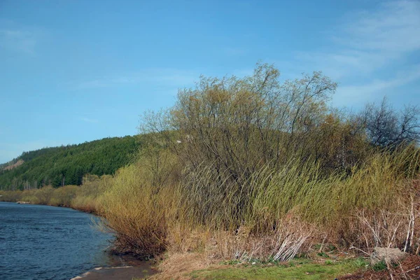 Matorrales Arbustos Orilla Del Río Paisaje Otoñal Bajo Cielo Azul —  Fotos de Stock