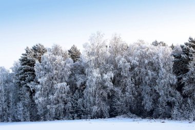 Huş dallarından sarkan gümüş küpeler muhteşem bir kış ormanı deseni oluşturur..