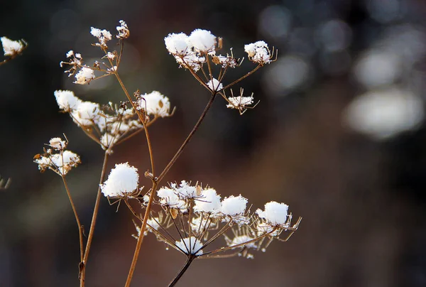 Kuru Angelica Bitkisi 'nin Macro fotoğrafı. İnce kar şapkalarıyla kaplı bir bileşik umbel..