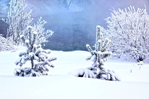 Two Small Christmas Trees Wonderful Shape Two Bushes River Bank — Stock Photo, Image