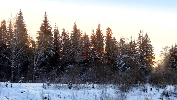 Winter sunset in the fir forest. The rays of the winter sun illuminate the snowy space. Clear sky fascinates the fading golden light. Sun peeking through the branches.