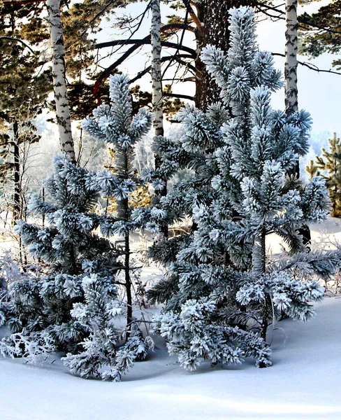 Ön planda üç küçük çam ağacı ve arkalarında da üç ince huş gövdesi. Resmi kapat..