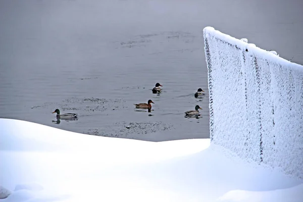 Дикие Утки Плавают Водном Пруду Пушистый Снег Переднем Плане Зимний — стоковое фото