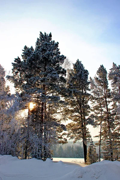 Удивительный Расцвет Зимнего Леса Солнечный Диск Угадывается Высокими Деревьями Растущими — стоковое фото
