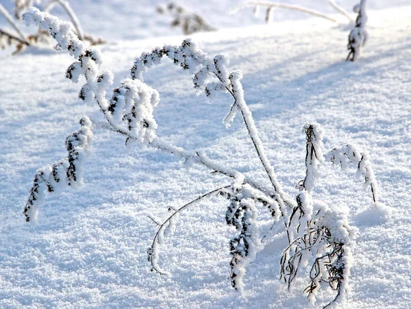 Omurgaları karla kaplanmış dulavrat otu sapları. Kar kristalleri parlak beyaz ve mavi.