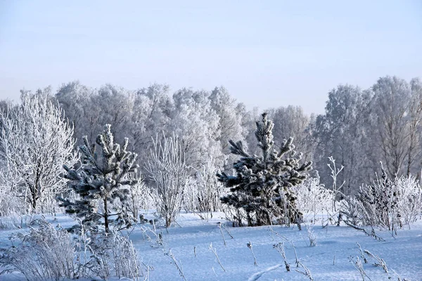 风景如此五彩斑斓 不由自主地让人产生了真实童话的感觉 被霜冻覆盖的霜冻灌木环绕的小冷杉提醒着冬日的仙境 — 图库照片