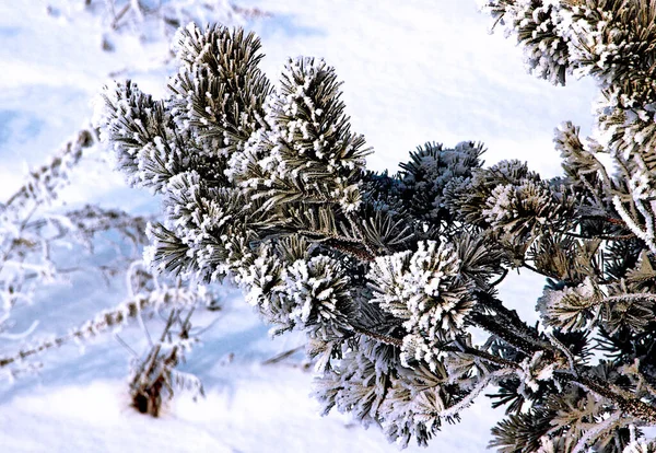 Удивительный Вид Ветку Сосны Затронутую Инеем Белом Снежном Фоне — стоковое фото