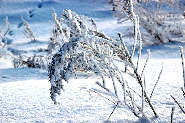 Stjälkar Kardborre Med Ryggraden Böja Ner Snön Vikt Snökristallerna Glittrar — Stockfoto