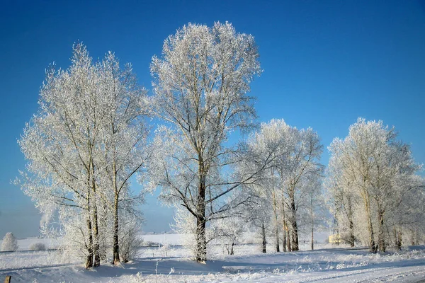 Klarer Wintertag Klarer Frostiger Tiefblauer Himmel Der Schnee Glitzert Hell — Stockfoto