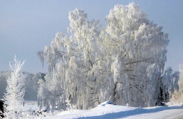 Heldere Winterdag Heldere Ijzige Blauwe Lucht Sneeuw Glinstert Fel Boomtakken — Stockfoto