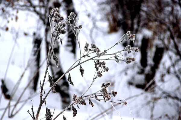 Kuru dikenleri ve kışın yaprakları olan bir burdock görüntüsü..