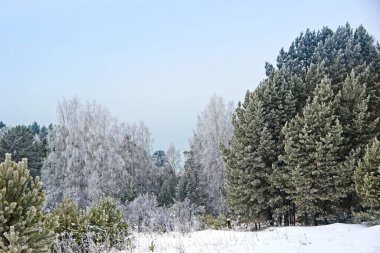 Burası gerçek Kış Krallığı. Orman, sanki uyuyormuş gibi, kabarık bir kış rüyasına daldı. Kesinlikle rüzgar yok. Buz her şeyi büyüler..