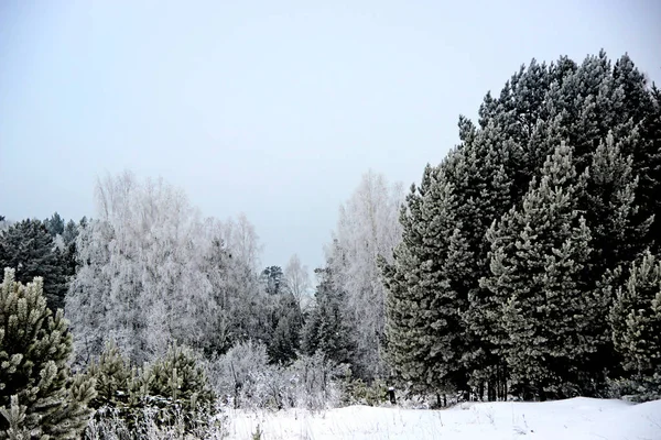 Questo Vero Regno Dell Inverno Foresta Come Dormisse Immerse Completamente — Foto Stock