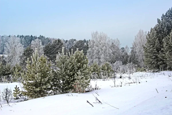 冬の森の端 銀と緑で塗装針葉樹の木 澄んだ青空とふわふわの雪 — ストック写真