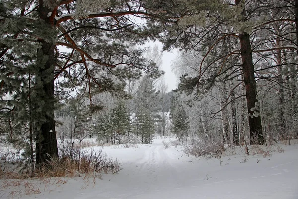 Paesaggio Invernale Sentiero Appena Visibile Una Coltre Neve Andare Profondità — Foto Stock