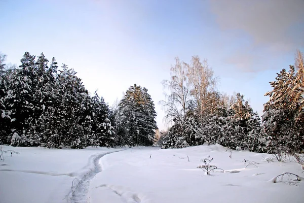 Paesaggio Invernale Sentiero Tortuoso Ben Visibile Calpestato Nella Neve Scende — Foto Stock