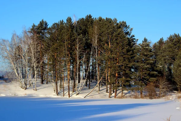 Hafif pembemsi kar ve açık mavi gökyüzü. Kış güneşinin ışınları çok güzel bir şekilde ağaçların gölgesini düşürüyor ve günün başlangıcını işaret ediyor. Ağaçlar kış uykusunda, sanki büyülenmiş gibi.