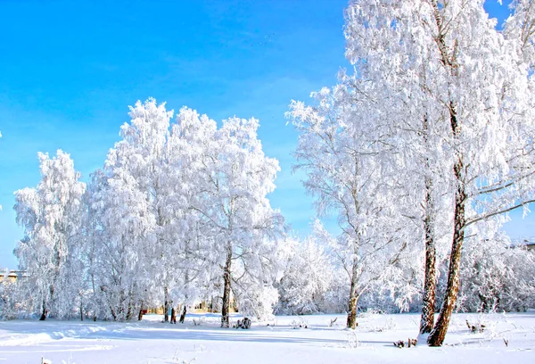 清澈的冬日清澈寒冷的深蓝色天空 树枝上的雪闪闪发光 刺痛了眼睛 — 图库照片